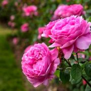 خرید گلاب دوآتیشه -گلاب سنتی _خواص گلاب _گلابگیری